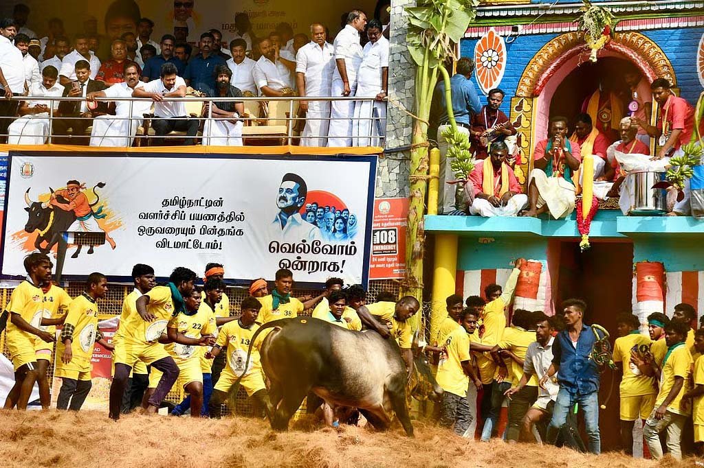 பாலமேடு ஜல்லிக்கட்டில் சீறிப்பாய்ந்த காளைகளை அடக்கிய வீரர்கள்